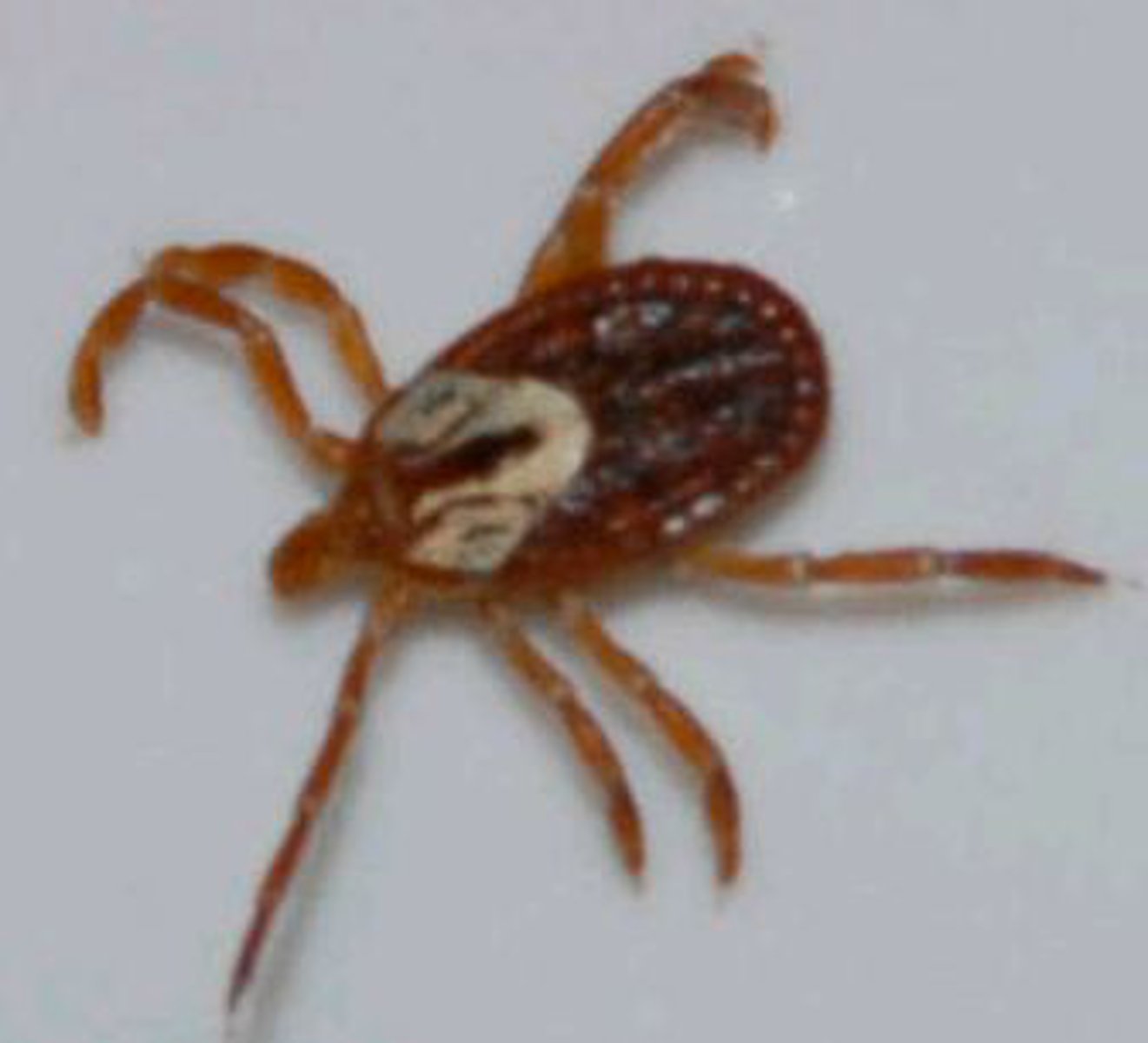 <p>Identify the Arachnid shown:</p>