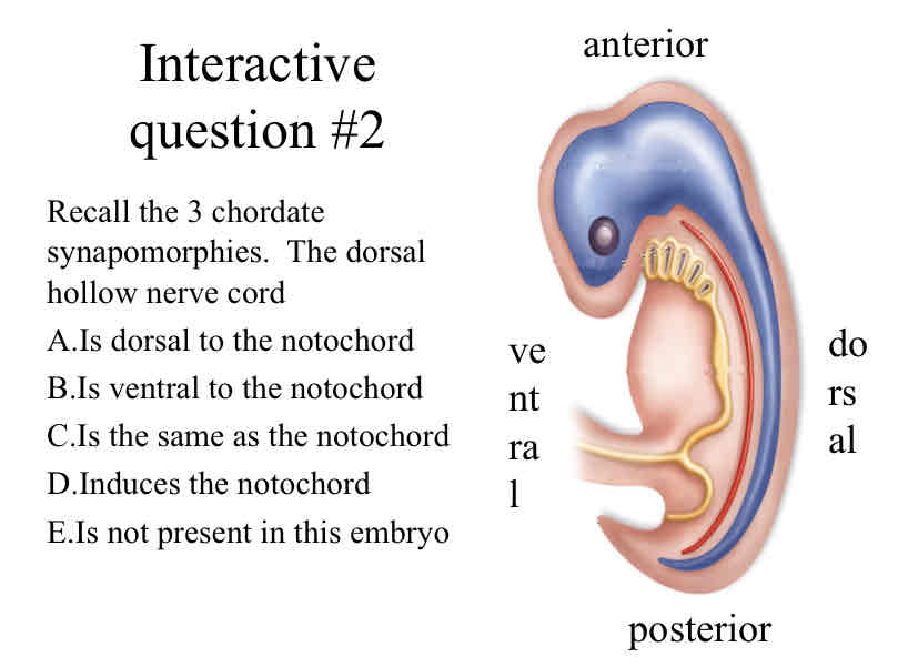 <p>Practice Question (Nerve Chord) - Recall the 3 chordate synapomorphies. &nbsp;The dorsal hollow nerve cord</p>