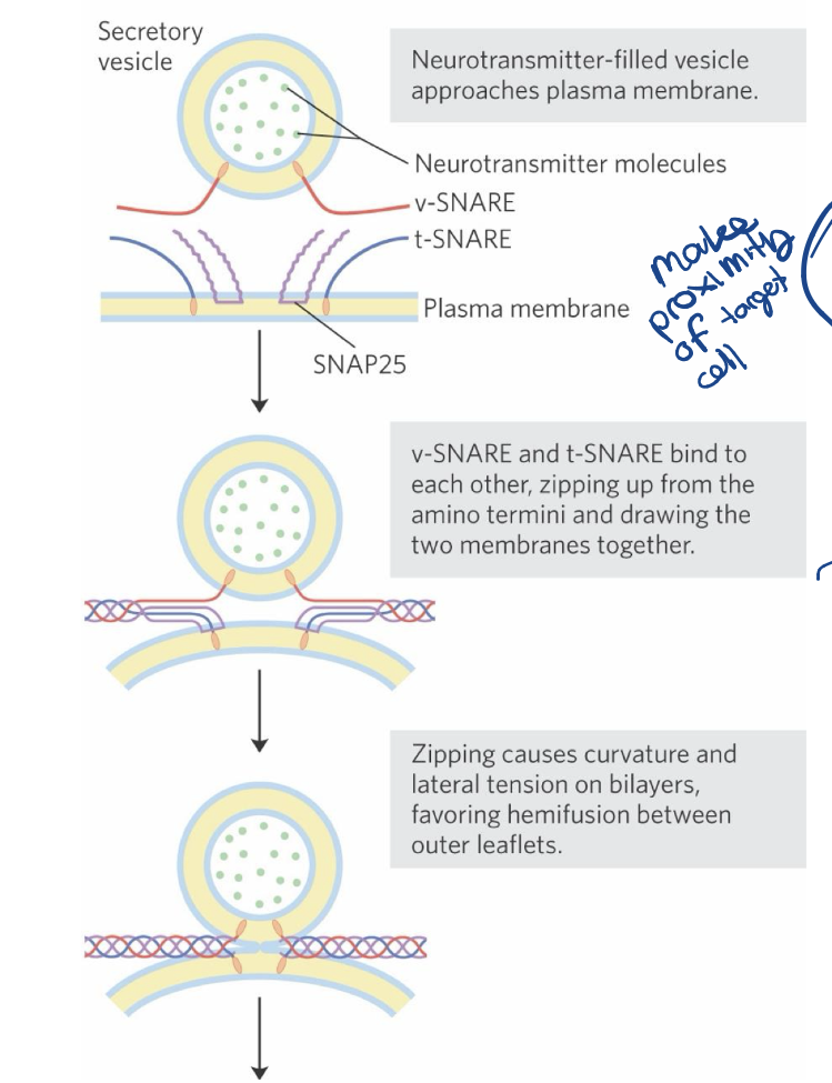 <p><strong><u>SNAREs (snap receptors) = family of proteins</u></strong></p><ol><li><p>v-SNAREs = SNAREs in the cytoplasmic face of the intracellular vesicle. (v = vesicle)</p></li><li><p>t-SNAREs = SNAREs in the target membrane with which the vesicle fuses. (t =target)</p></li></ol><p></p>
