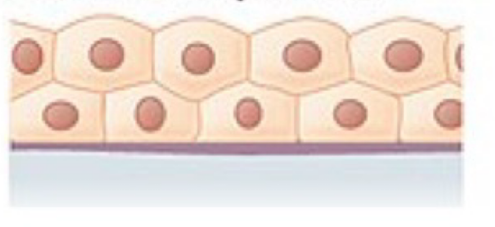 <ul><li><p><strong>Location</strong>: Sweat glands, salivary glands, and the mammary glands.</p></li><li><p><strong>Function</strong>: Protective tissue.</p></li></ul><p></p>