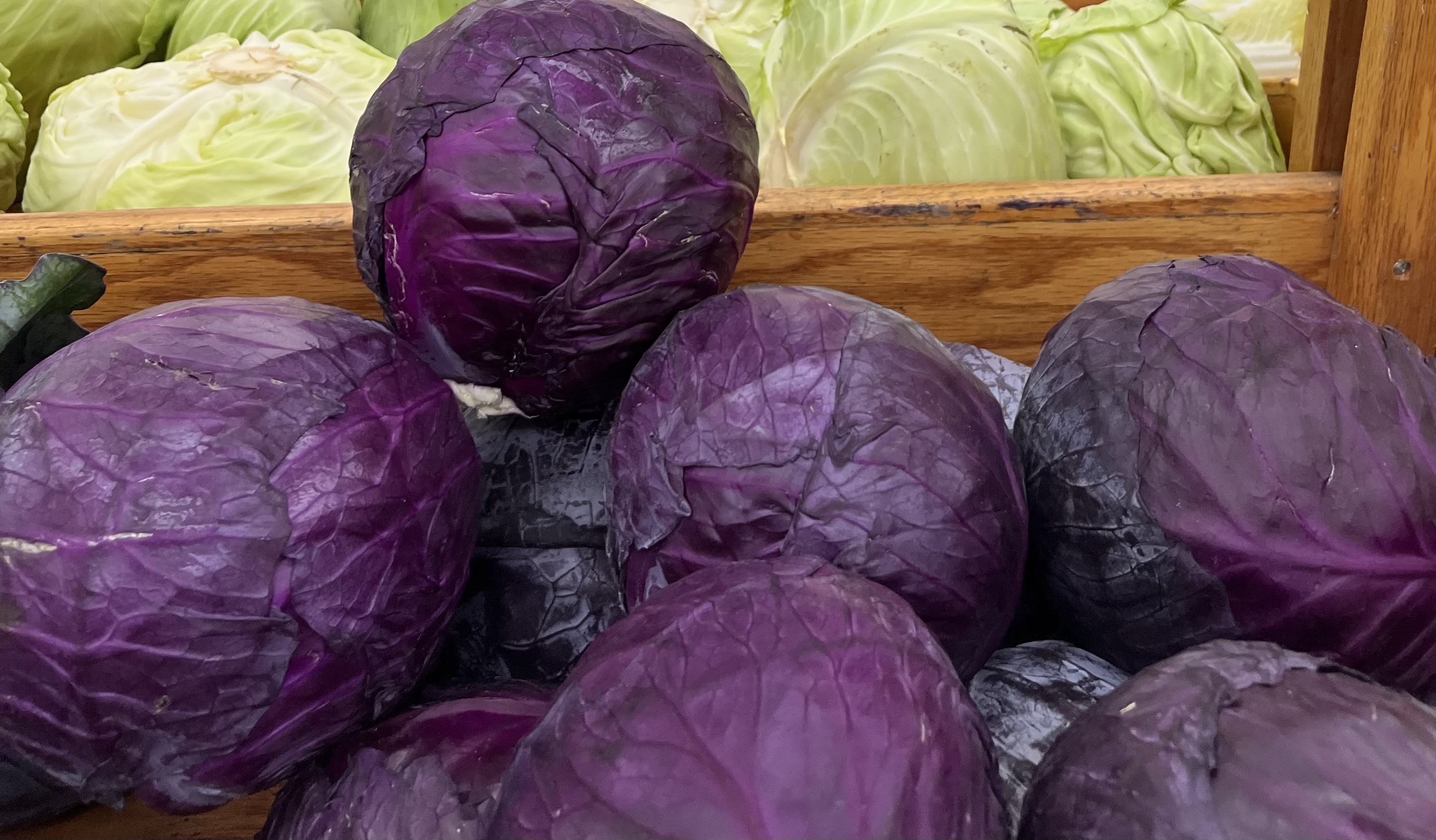 <p>PURPLE CABBAGE</p>