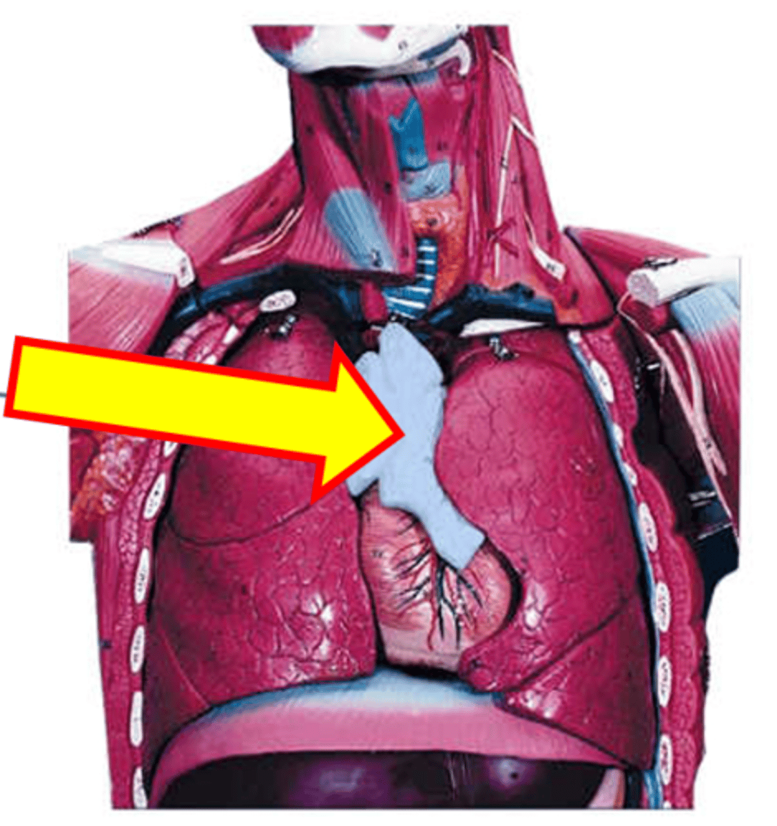 <p>Name the structure.</p>