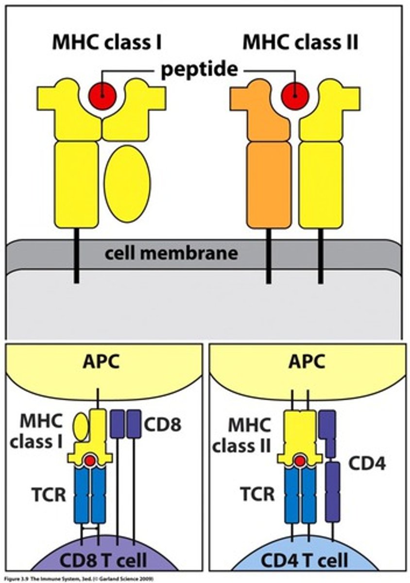 <p>one a chain and one B chain</p>