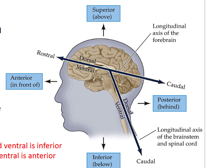 <p><span>dorsal; ventral </span></p>