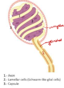 <p>like sperm - unmyelinated axons surround stacks of lamellar cells, endoneurial capsule surrounds, and axon becomes myelinated </p>