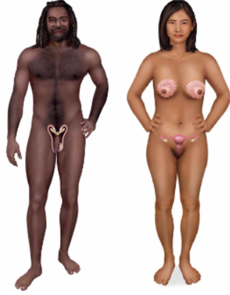 <p>Name the body system & its included organs</p>