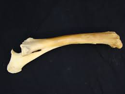 <p>Ulna</p>