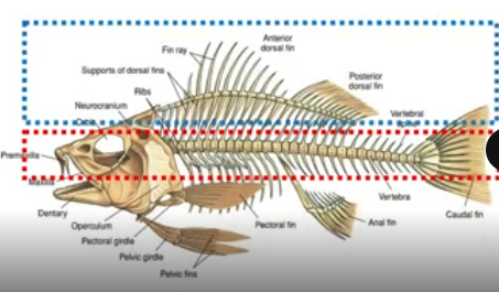 <p>Axial skeleton of fish</p>