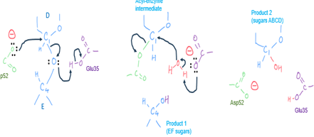 <ul><li><p>nucleophilic attack by Asp52 forms covalent acyl enzyme intermediate</p></li><li><p>Glu35 donayes a proton and sugars E-F diffuses away (first product)</p></li><li><p>attack by water: OH added to C1 of D and a proton to Glu35</p></li><li><p>sugars A-B-C-D are the 2nd product</p></li></ul><p></p>
