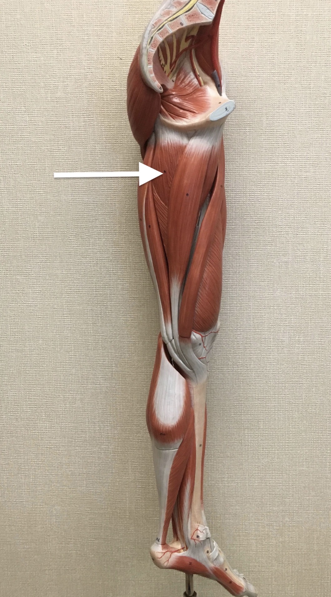 <p><span>Name the muscle labeled with the white arrow below AND name ONE action .</span></p>