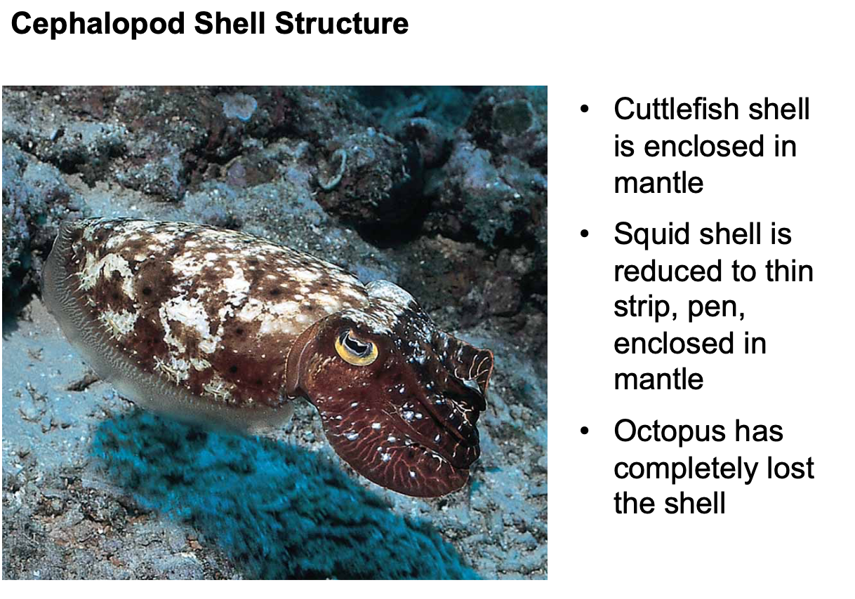 <p>ten-armed oval-bodied cephalopod with narrow fins as long as the body and a large calcareous internal shell, cuttle fish shells is enclosed in the mantle</p>