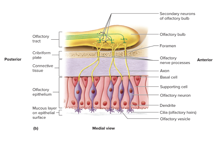 <p><span><span>Contains cell bodies and dendrites of ~10 million olfactory neurons</span></span></p><p><span><span>Dendrites extend to the epithelial surface</span></span></p><ul><li><p><strong>Olfactory vesicles</strong></p></li><li><p><strong>Olfactory hairs</strong></p></li><li><p><strong>Basal cells</strong></p></li></ul><p></p>