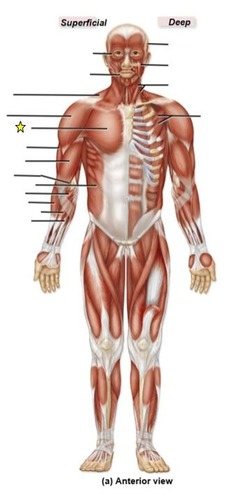 <p>identify the muscle</p>