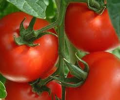 <p>eine Tomate</p>