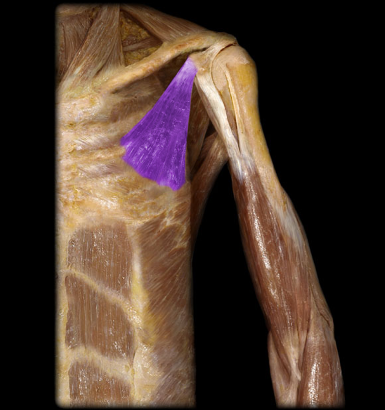 <p>Pectoralis minor</p>