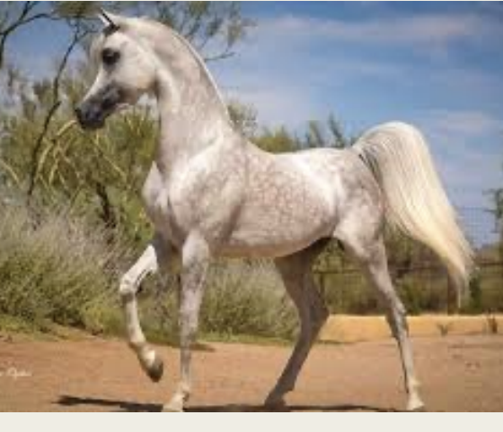 <p>Arabian</p>