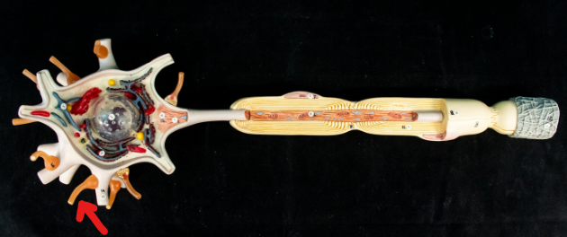 <p>What is this part of the neuron called?</p>