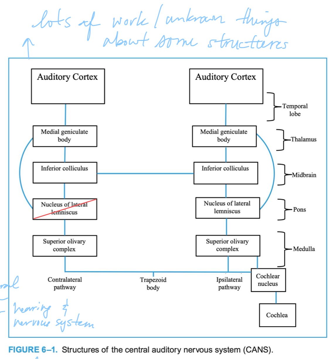 <p>midbrain structure receiving much information from SOC; info from lower levels is synthesized and combined with other senses (e.g., visual, vestibular, and somatosensory) to form localization response </p>