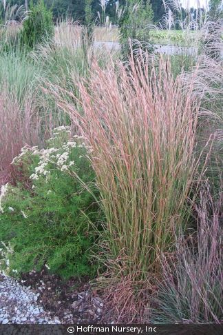 Broomsedge bluestem