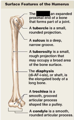 <p>this is the main surface features of the humerus, what is this?</p>