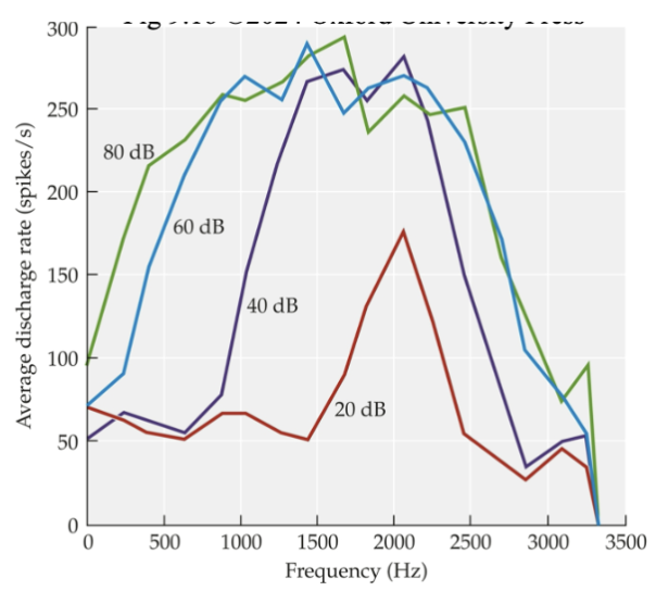 <ul><li><p><span style="background-color: transparent; font-family: &quot;Times New Roman&quot;, serif;">The bottom curve (20dB) is avg firing rate (action potentials per sec)</span></p></li><li><p><span style="background-color: transparent; font-family: &quot;Times New Roman&quot;, serif;"><strong><u>Neurons become less sharply tuned w increasing sound lvl (dB)</u></strong>.&nbsp;</span></p></li></ul><ul><li><p><span style="background-color: transparent; font-family: &quot;Times New Roman&quot;, serif;"><strong><u>At low intensities (e.g. 20 dB)</u></strong><u> → </u><strong><u>curves (neurons) are sharply tuned,</u> <u>peaking at the characteristic frequency (CF)</u></strong> (The fiber only responds to frequencies near its CF)</span></p></li><li><p><span style="background-color: transparent; font-family: &quot;Times New Roman&quot;, serif;"><strong>At higher intensities (e.g. 60 dB</strong>) → tuning broadens, so the fibre responds to a wider range of frequencies.</span></p></li><li><p><span style="background-color: transparent; font-family: &quot;Times New Roman&quot;, serif;">Because of <strong>rate saturation</strong>: </span><span style="font-family: &quot;Times New Roman&quot;, serif;">once the fibre maxes out at its CF, it can’t encode increases anymore, but off-CF inputs still drive activity, so the fibre appears less frequency-specific</span><span style="background-color: transparent; font-family: &quot;Times New Roman&quot;, serif;">.</span></p></li></ul><p></p>