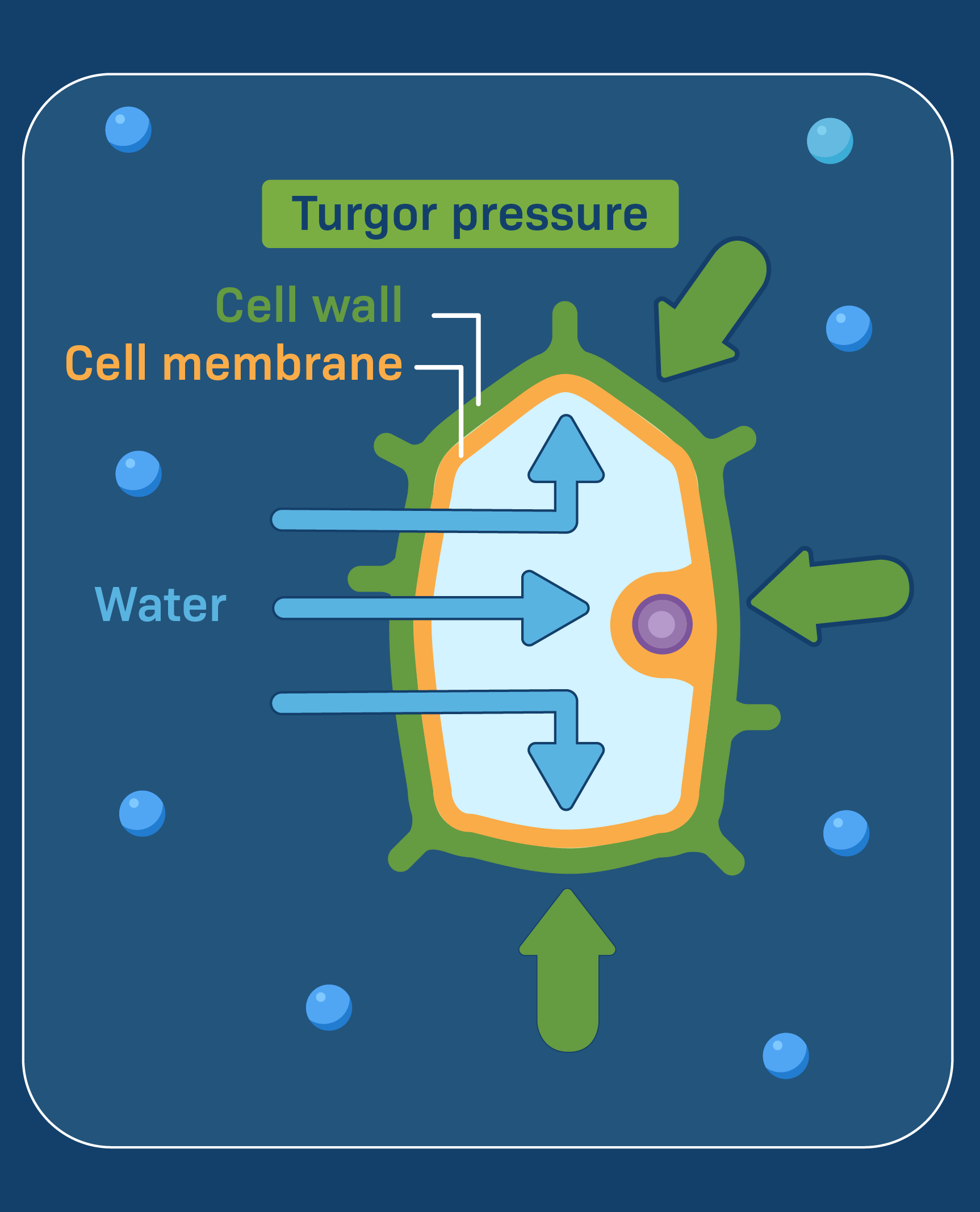 <p>Turgor Pressure</p>