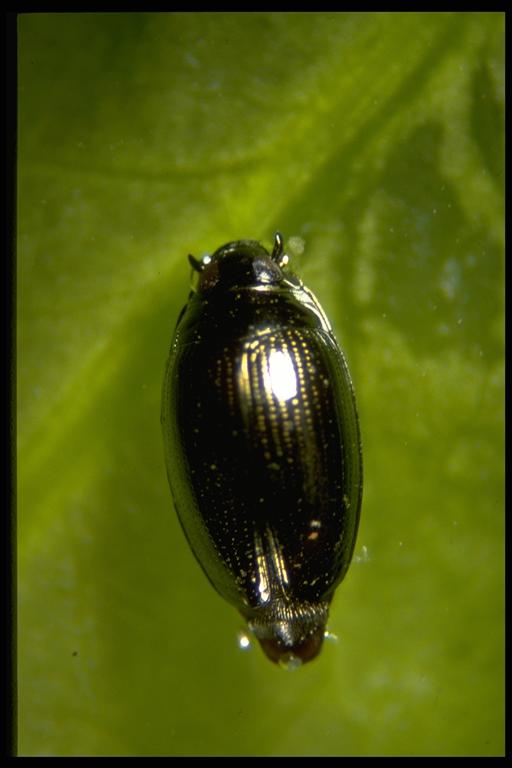 <p>Coleoptera</p><p>whirligig beetles</p>