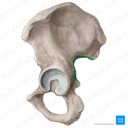 <p>Origin: piriformis (superior margin of GSN; partial)</p>