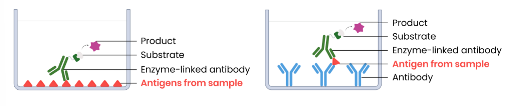 <p>Example method 1 (direct ELISA):&nbsp;</p><ol><li><p>attach sample with potential antigens to well</p></li><li><p>add complementary monoclonal antibodies with enzymes attached → bind to antigens in present&nbsp;</p></li><li><p>wash well → remove unbound antibodies (to prevent false positives)</p></li><li><p>add substrate → enzymes create products that cause a colour change (positive result)</p></li></ol><p></p><p>Example method 2 (sandwich ELISA):</p><ol><li><p>attach specific monoclonal antibodies to well</p></li><li><p>add sample with potential antigens, then wash well</p></li><li><p>add complementary monoclonal antibodies with enzymes attached → bind to antigens if present&nbsp;</p></li><li><p>wash well → remove unbound antibodies (to prevent false positive)</p></li><li><p>add substrate → enzymes create products that cause a colour change (positive result)</p></li></ol><p></p>