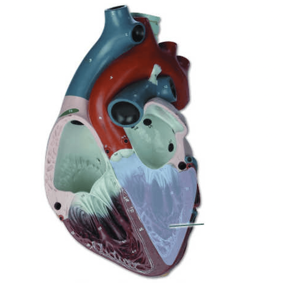 <p>Identify the highlighted structure.</p>