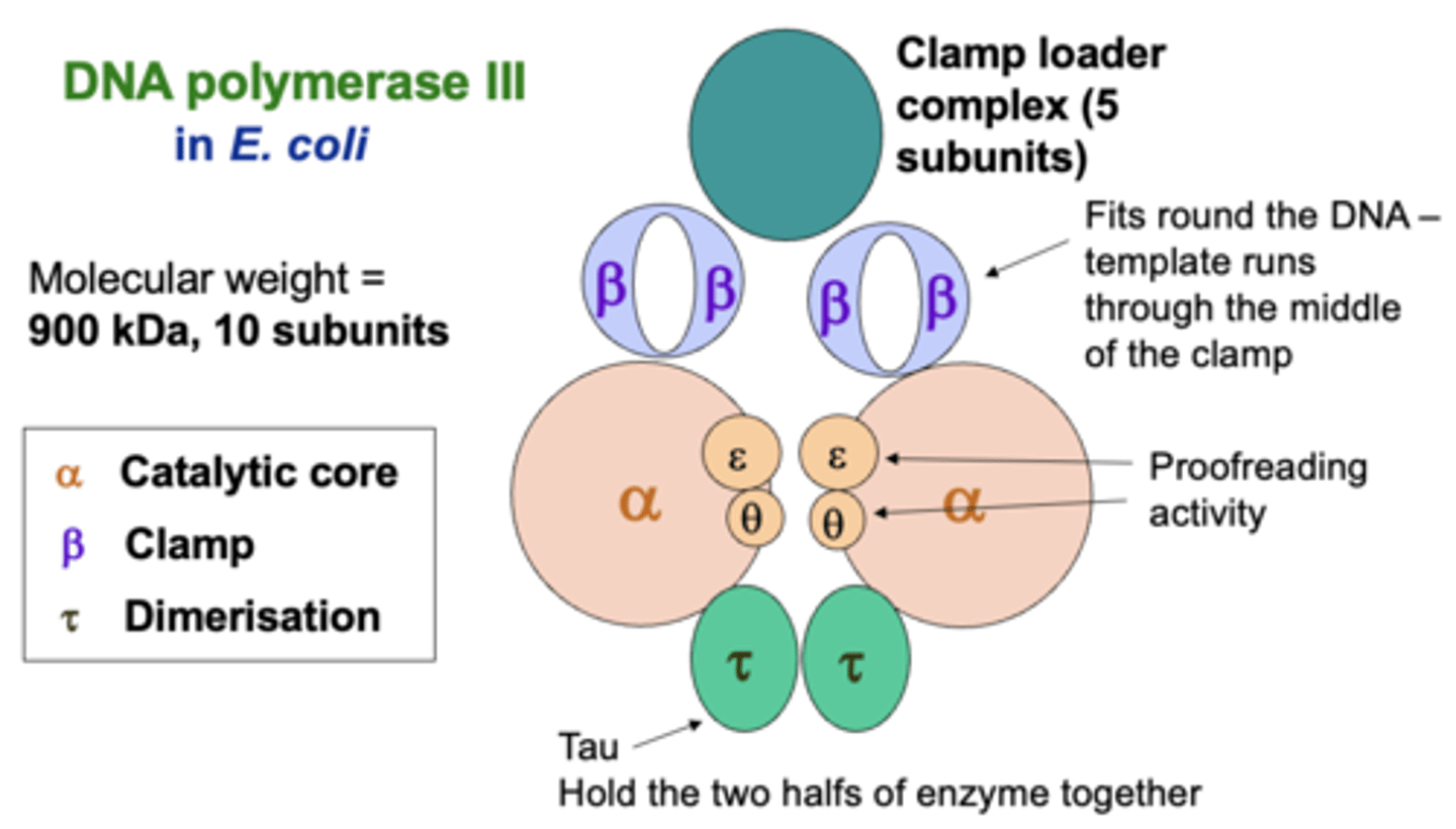 <p>Ten subunits required for transcription initiation and regulation</p>