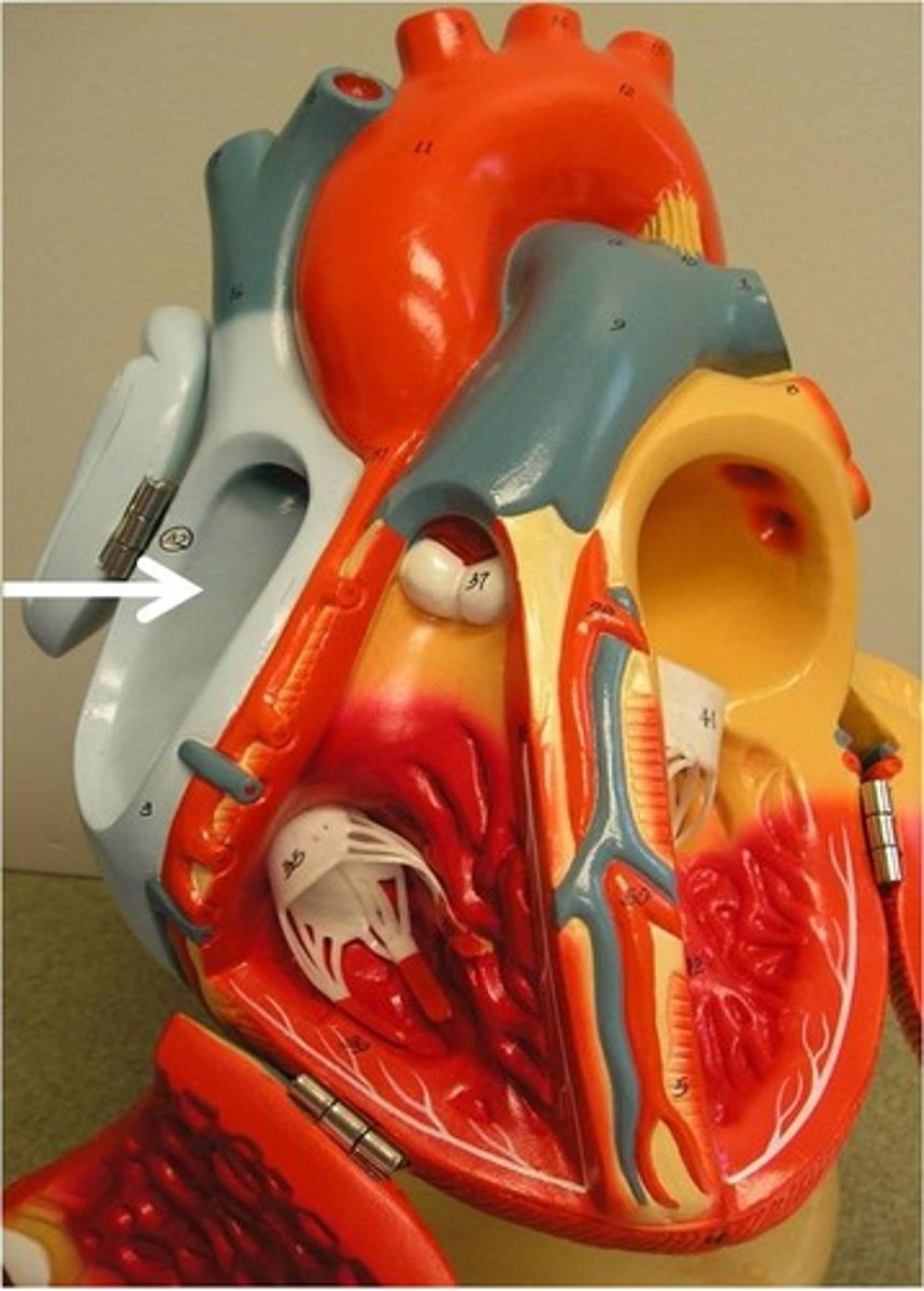 <p>-the chamber of the heart where deoxygenated blood is received from the vena cava and then sent to the right ventricle</p>