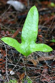 <p>Leaf shape?</p>