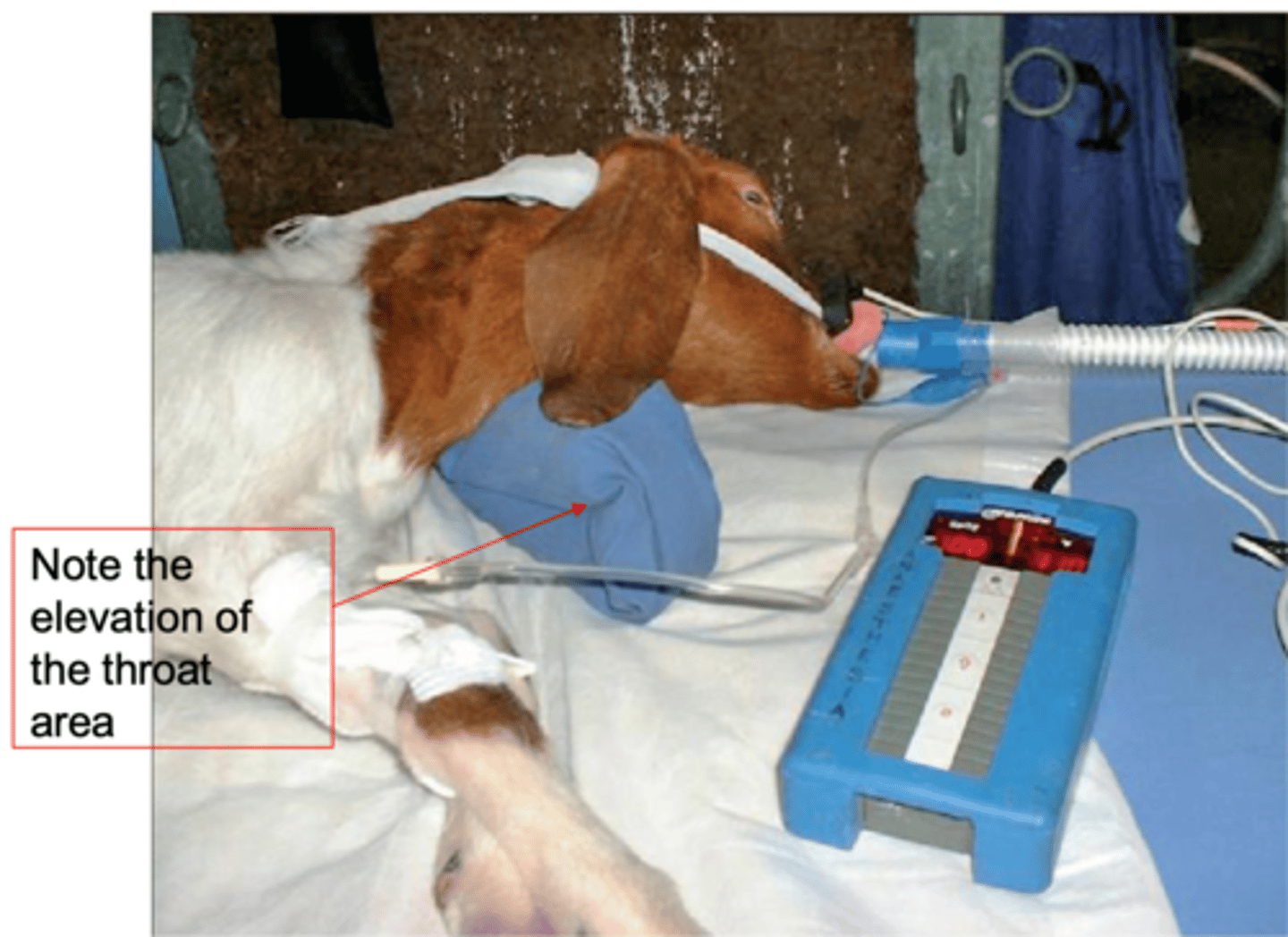 <p>what is the primary mechanism to prevent aspiration of stomach contents in all our anesthetized farm animals</p>