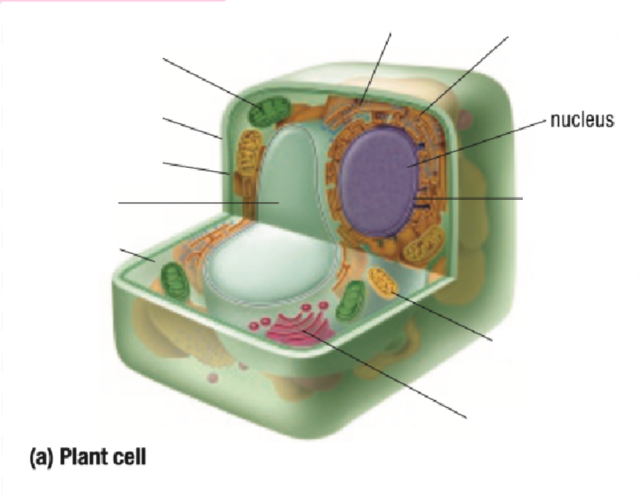 <p>Nucleus</p>