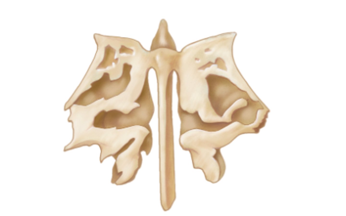 <p>What bone is this?</p>