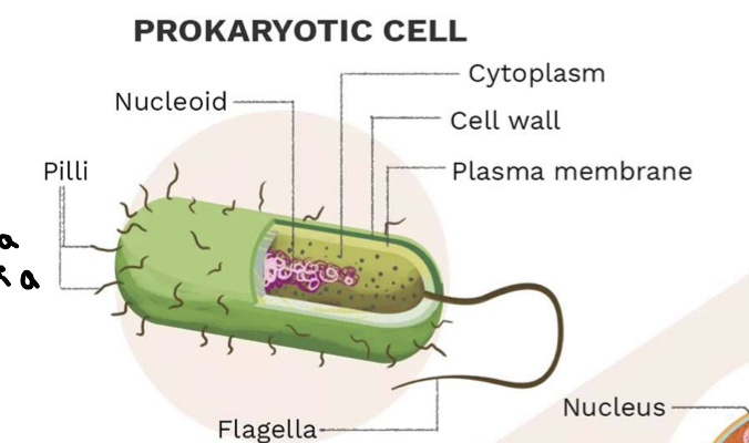 <ul><li><p>Rigid cell wall (capsule) made of gycocalyx</p></li><li><p>Plasma membrane</p></li><li><p>Use flagella or pills for locomotion</p><p></p><p></p></li></ul>