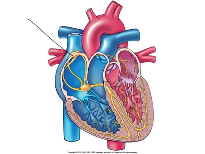 <p>known as the pacemaker, a specialized clump of myocardial conducting cells located in the superior portion of the right atrium that has the highest inherent rate of depolarization that then spreads throughout the heart (Sinoatrial Node)</p>