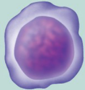 <ul><li><p>Divides many times; ultimately differentiates into a reticulocyte</p></li></ul><p></p><ul><li><p>committed cell</p></li></ul><p></p>