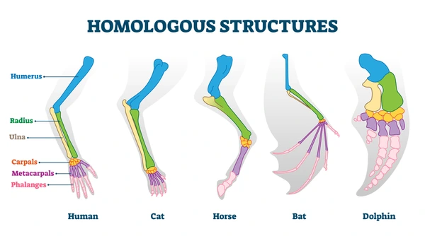 <ul><li><p>Legs into paddles or fins for steerage (loss of hind legs).</p></li><li><p>Loss of external appendices (ears and genitalia).</p></li><li><p>Nostrils moved to the top of the head.</p></li></ul>