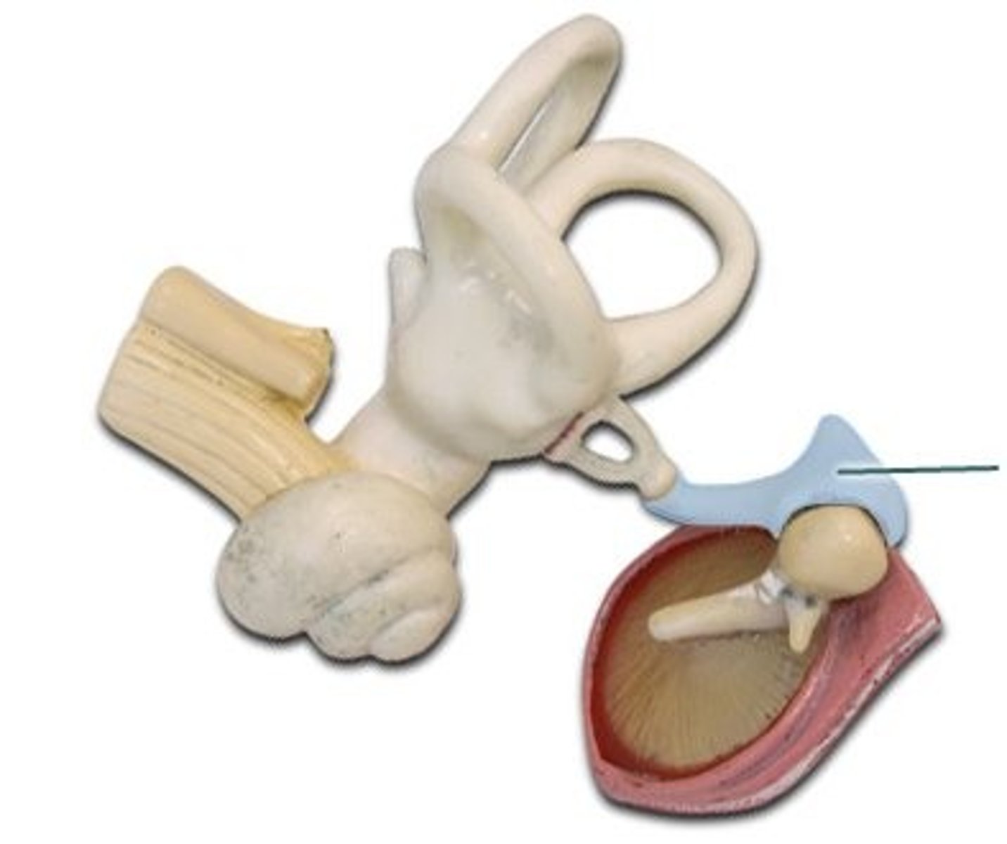 <p>anvil; middle of the three auditory ossicles of the middle ear</p>