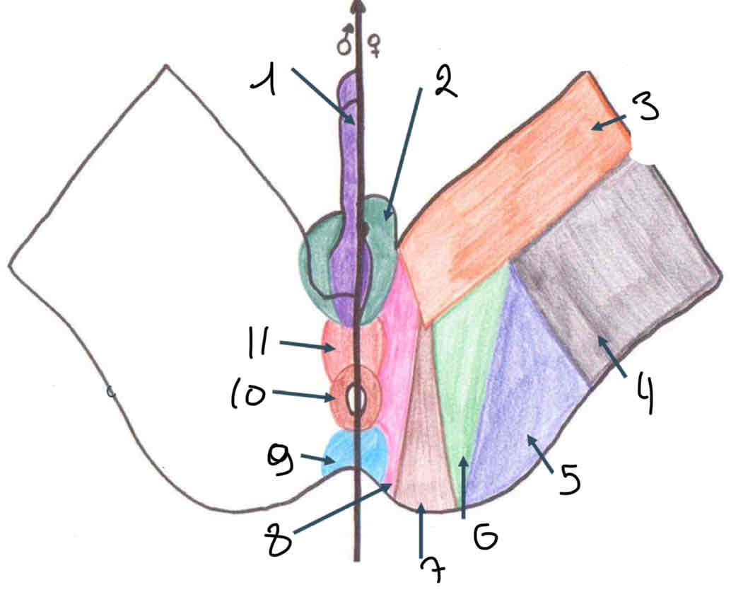 term image