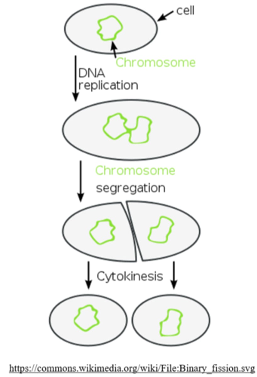 <p>binary fission</p>