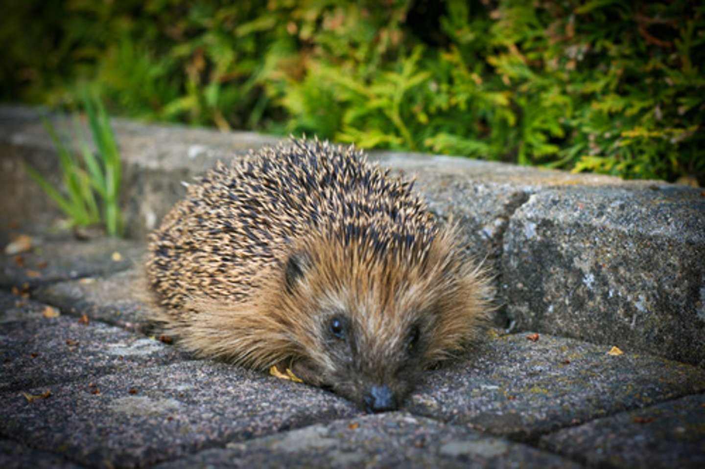 <p>hedgehog</p>