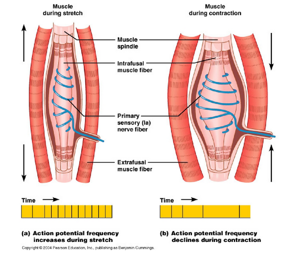 <p>when intrafusal muscle fibres contract, nerve fibres are stretched, sending information forward</p>