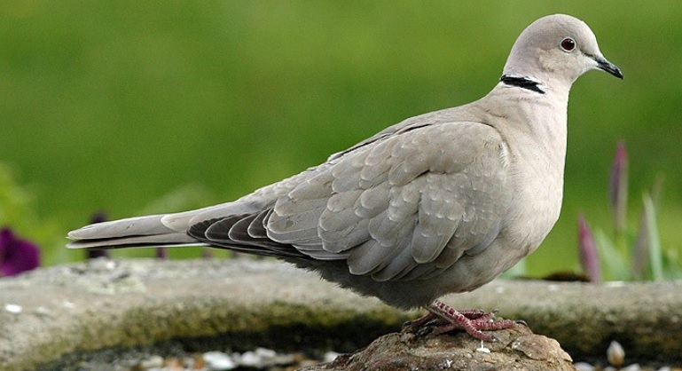 <p>zařaď živočicha do systému</p><p>Třída - řád - čeleď - druh čeština (latina)</p>