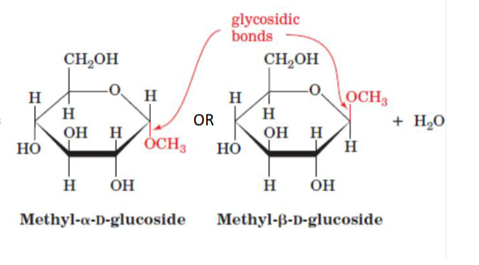 <p>attack from bottom→alpha conformation (point down)</p><p>attack from top → beta conformation (point up)</p>