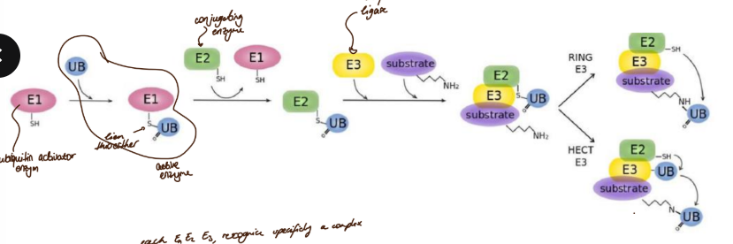 <ol><li><p>une enzyme E1 (ubiquitin activator enzym) lie une ubiquitine. Un lien thioesther se forme</p></li><li><p>une deuxième enzyme E2 (conjugation enzym) prend la place de E1 et se lie à l’ubiquitin</p></li><li><p>une troisième enzyme E3 (ubiquitine ligase) intervient, elle rapproche le substat avec la E2 chargée</p></li><li><p>liaison de l’ubiquitine</p><ul><li><p>soit en une étape, l’ubiquitine passe de la E2 à la partie N terminale du substrat</p></li><li><p>soit en deux étapes, l’ubiquitine passe de la E2 à la E3, puis de E3 au substrat</p></li></ul></li></ol><p>on doit fait ce cycle 4 fois, afin de fixer assez d’ubiquitine et de rendre visible le signal</p><p></p>