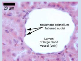 <p>What is the function of simple squamous epithelium?</p>