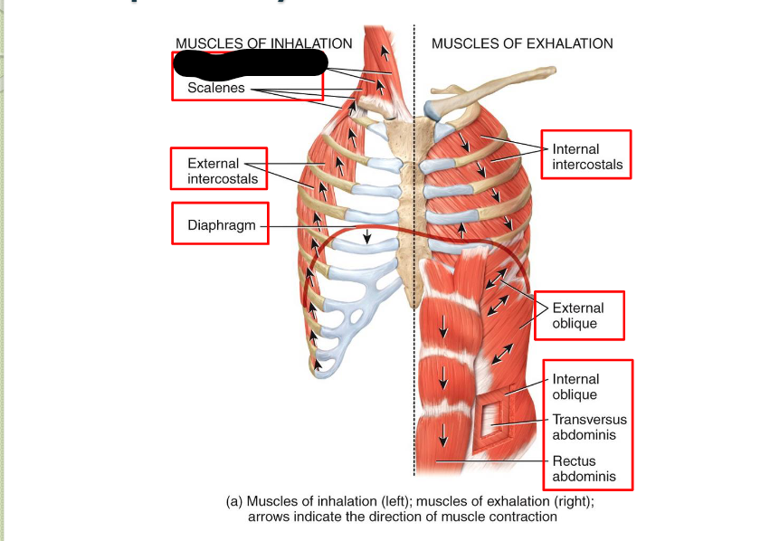 <p>What <strong>Respiratory</strong> <strong>Muscle?</strong></p>